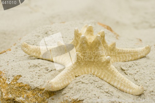 Image of starfish on sand