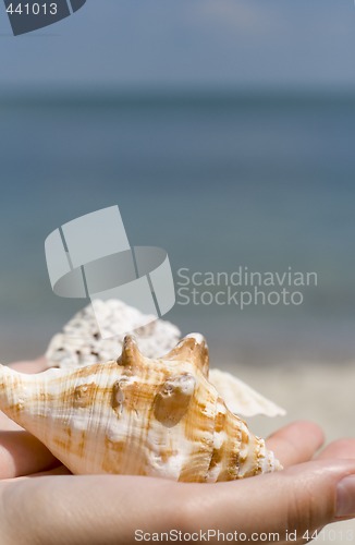 Image of hands with shells