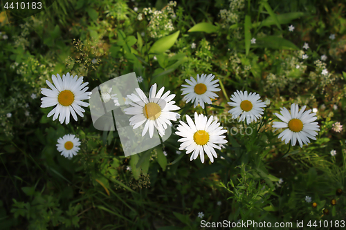 Image of Beautiful wild daisies