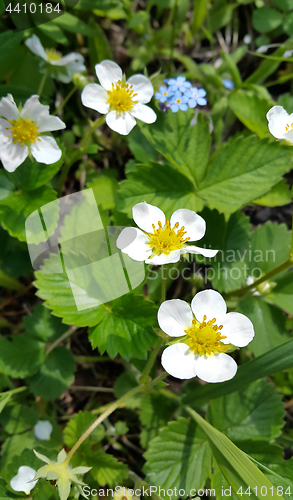 Image of Flowers and leaves of strawberry 