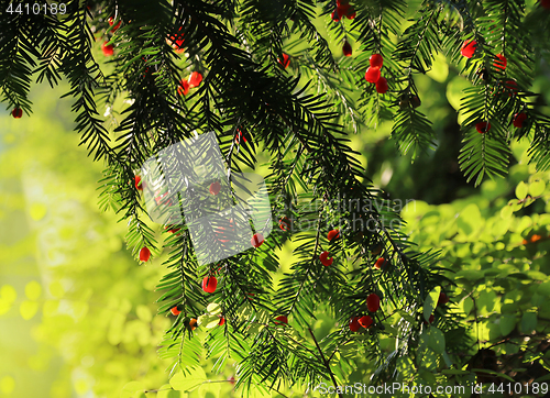 Image of Red berries growing on evergreen yew tree in sunlight