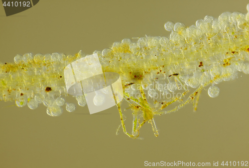 Image of Microscopic view of unspecified eggs on Common duckweed (Lemna m