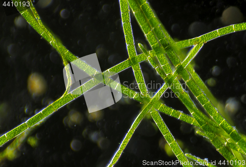 Image of Microscopic view of green algae plants