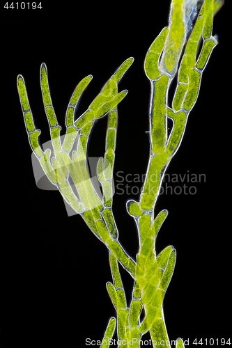 Image of Microscopic view of green algae (Cladophora) branch