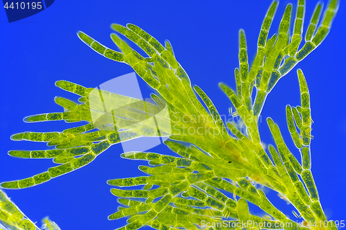 Image of Microscopic view of green algae (Cladophora)