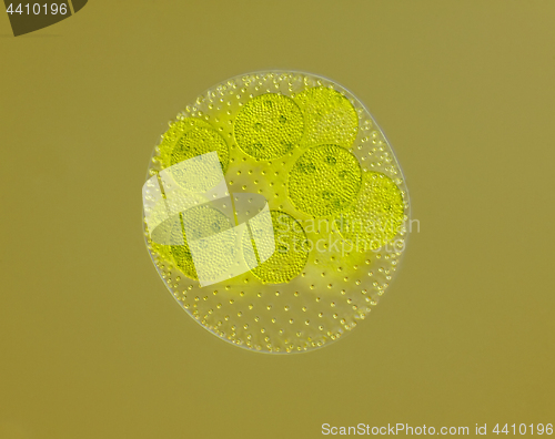 Image of Spherical colony of freshwater green algae (Volvox)