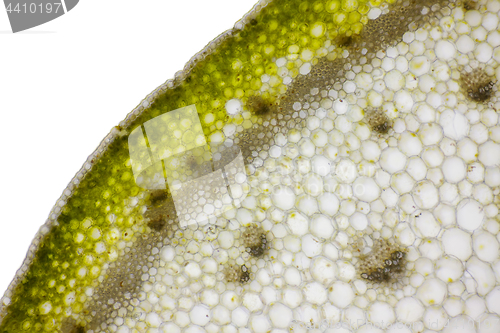 Image of Microscopic view of Bearded iris (Iris x germanica) plant stem c