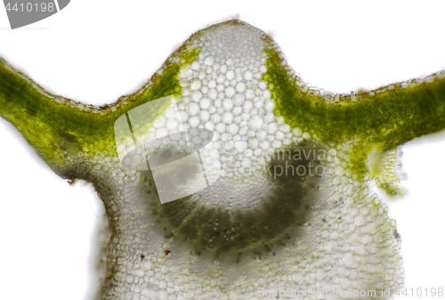 Image of Microscopic view of Mallow (Malva sp.) leaf cross section