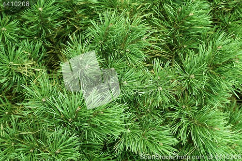 Image of Branches of a coniferous tree