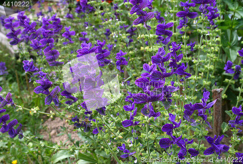 Image of Salvia viridis (Salvia horminum) in the summer garden