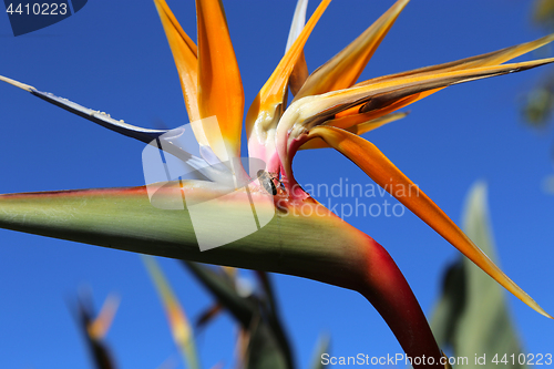 Image of Strelitzia Reginae flower against bly sky and bee sitting on it