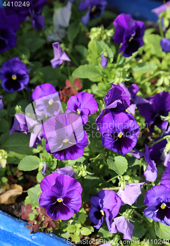 Image of Beautiful bright violet flovers