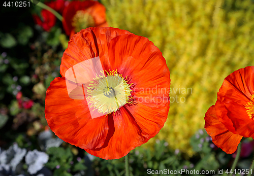 Image of Beautiful red poppy