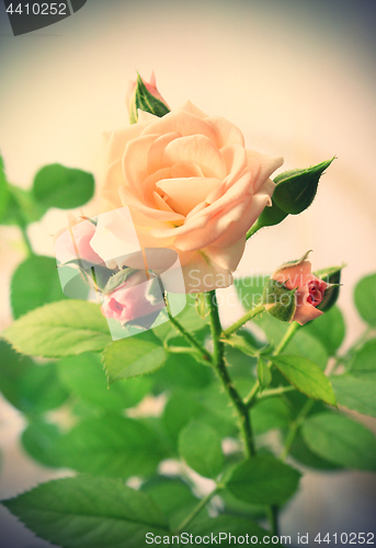 Image of Beautiful pink rose