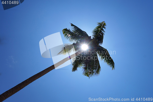 Image of Palm tree and blue sky