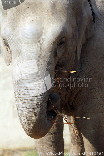 Image of Asian Elephant