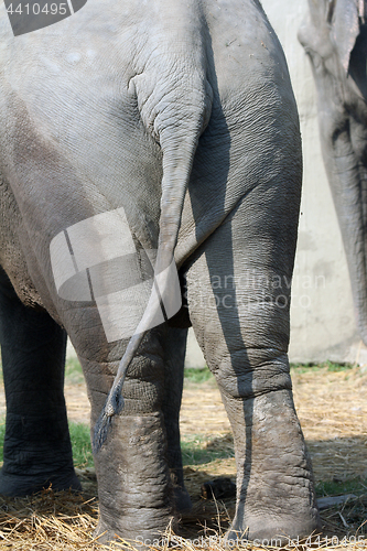 Image of Asian Elephant