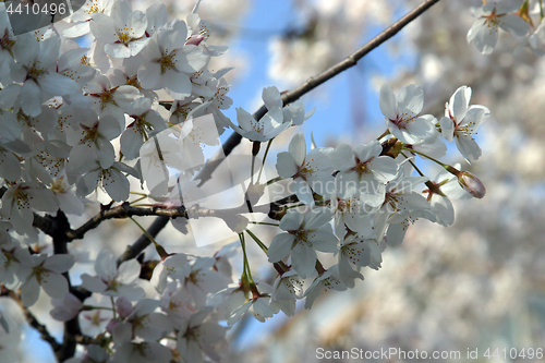 Image of Close up of fruit flowers in the earliest springtime