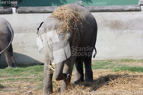 Image of Asian Elephant