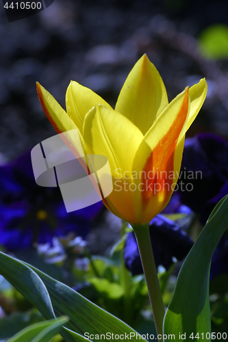 Image of Yellow flower