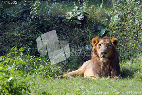 Image of Lion (Panthera leo)