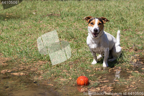 Image of Jack Russell Terrier sitting in the grass