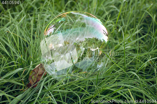 Image of Big soap bubble lying in the grass