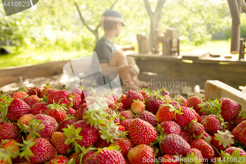 Image of Boy plays in the backyard with strawberry