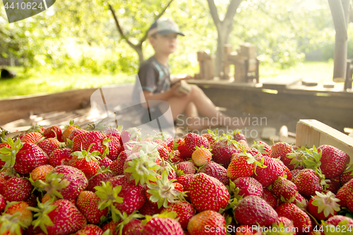Image of Boy plays in the backyard with strawberry