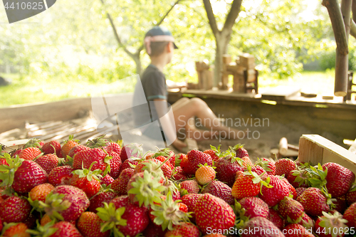 Image of Boy plays in the backyard with strawberry