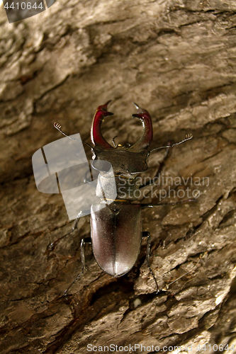 Image of Male stag beetle