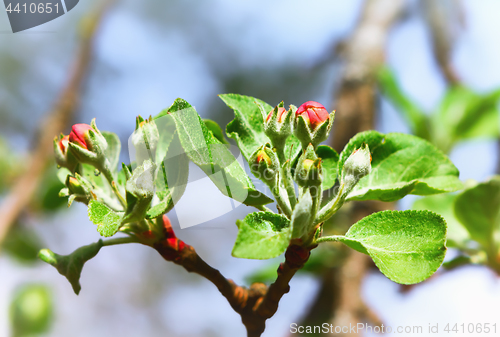 Image of Red Buds Of Apple Blossom Closeup