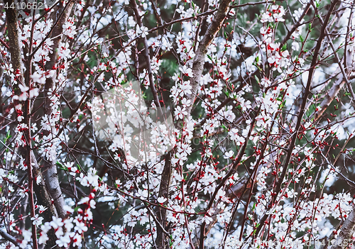 Image of Blossoming Almond Tree At Springtime