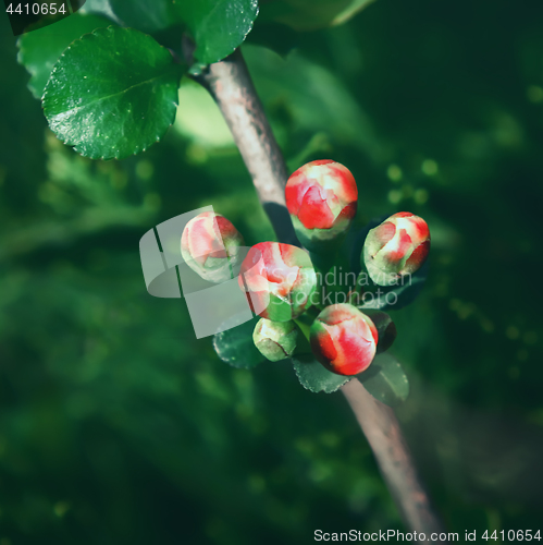 Image of Red Buds Of Quince Blossom Closeup