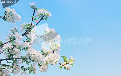 Image of Apple Tree Flowers Against A Blue Sky