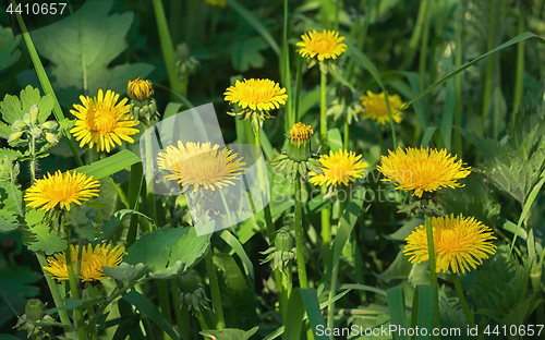 Image of Yellow Dandelions In The Green Grass