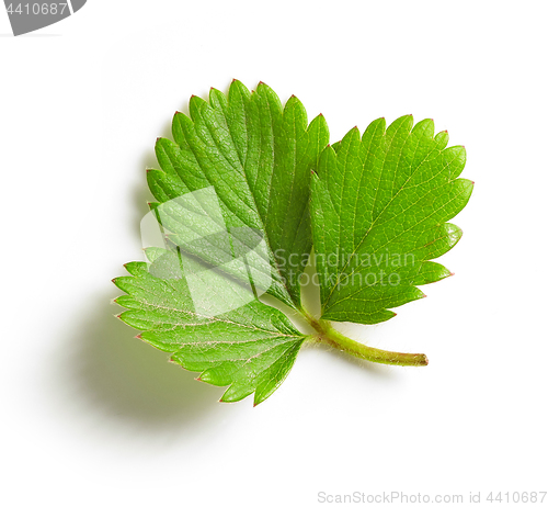 Image of fresh green strawberry leaf