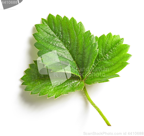 Image of fresh green strawberry leaf