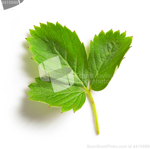 Image of fresh green strawberry leaf