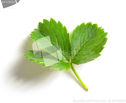 Image of fresh green strawberry leaf