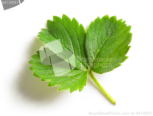 Image of fresh green strawberry leaf