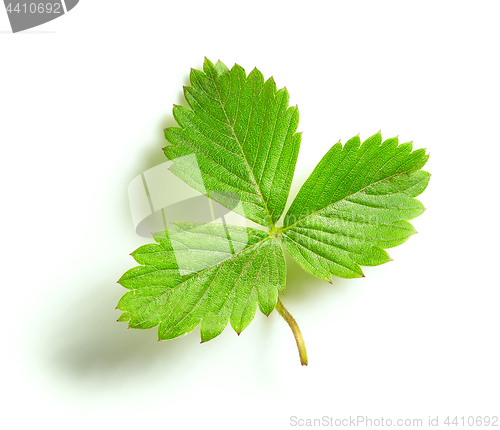 Image of fresh green strawberry leaf