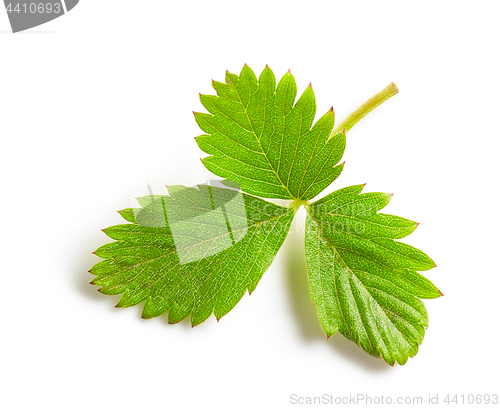 Image of fresh green strawberry leaf