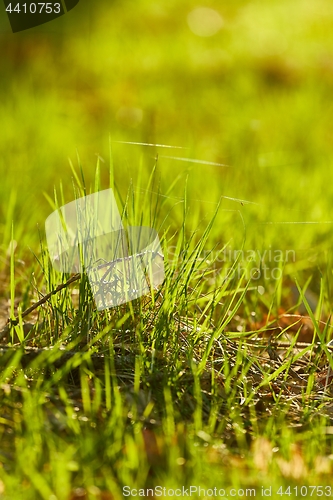 Image of Green Grass Field