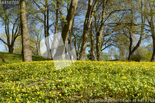 Image of Bank of yellow celandine flowers