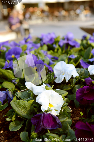 Image of White and purple pansies in flower bed