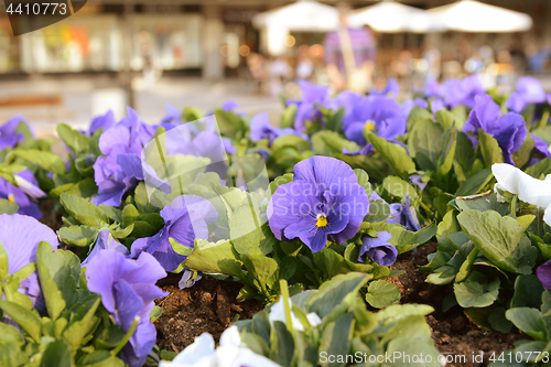 Image of Mauve pansy flower in a planter full of flowers