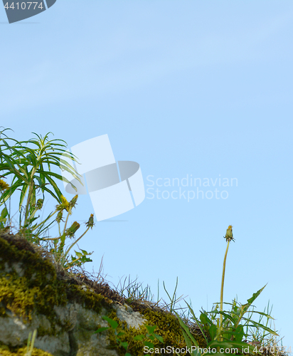 Image of Dandelions grow with weeds on a stone wall