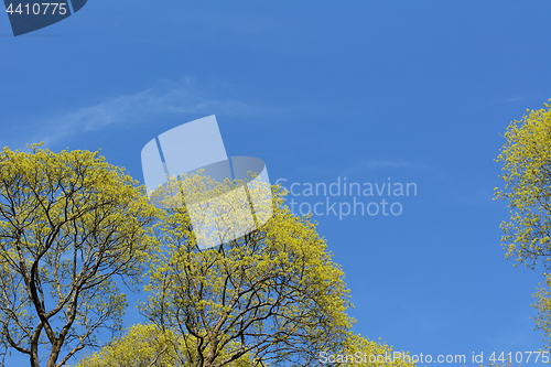 Image of Bright green foliage of lime trees against a bright blue sky.