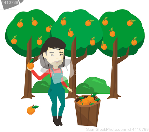 Image of Farmer collecting oranges vector illustration.